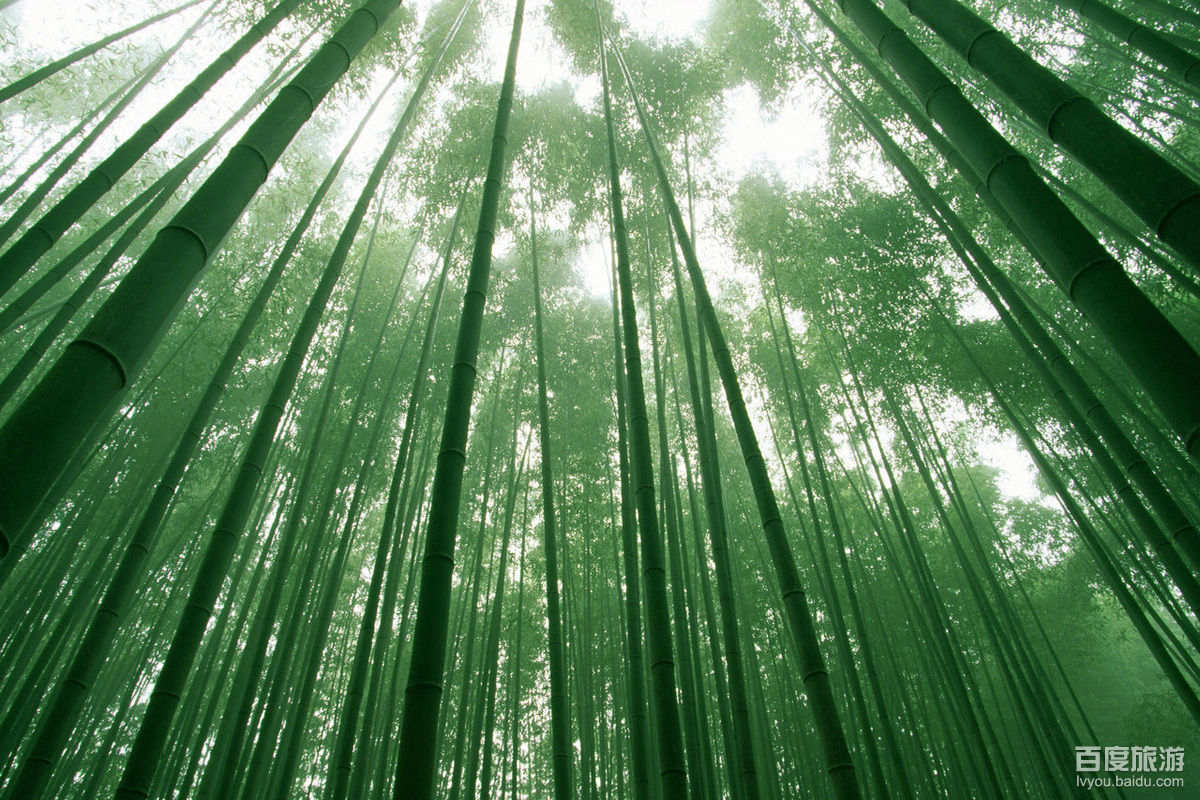 赤水竹海VR全景