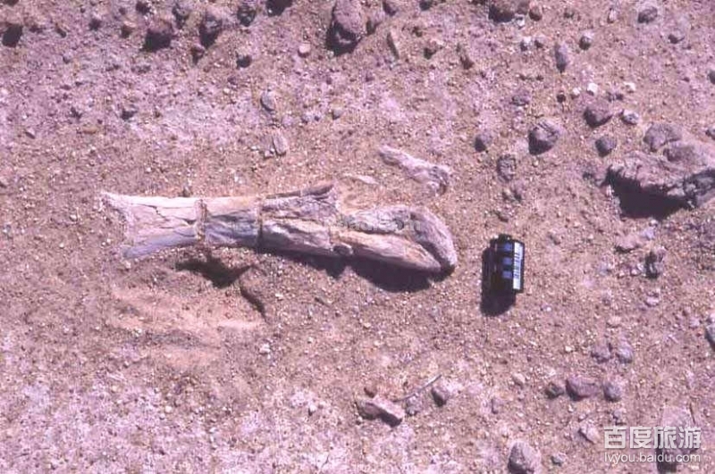 西峡恐龙遗迹园VR全景