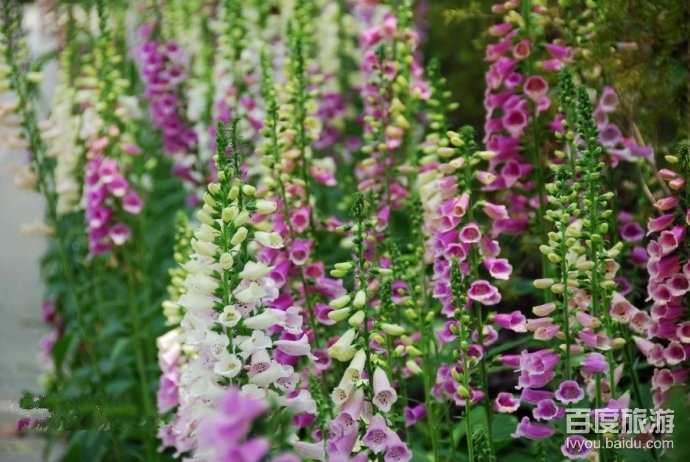 成都植物园VR全景