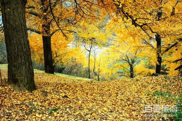 钱冲古银杏VR全景