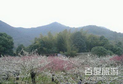 超山赏梅VR全景