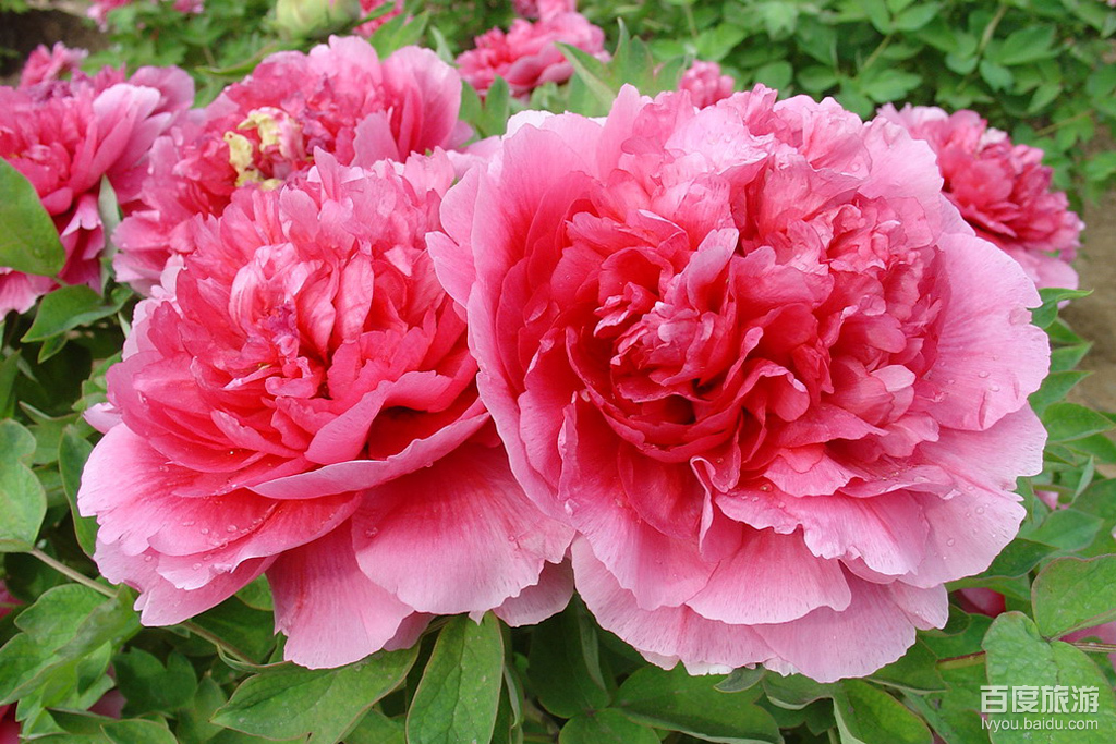 东湖牡丹园VR全景