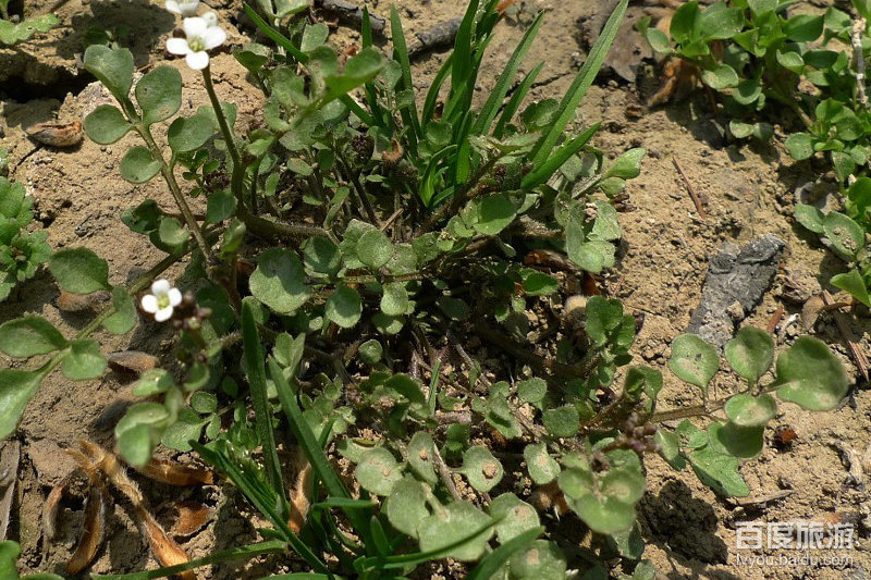西安植物园VR全景
