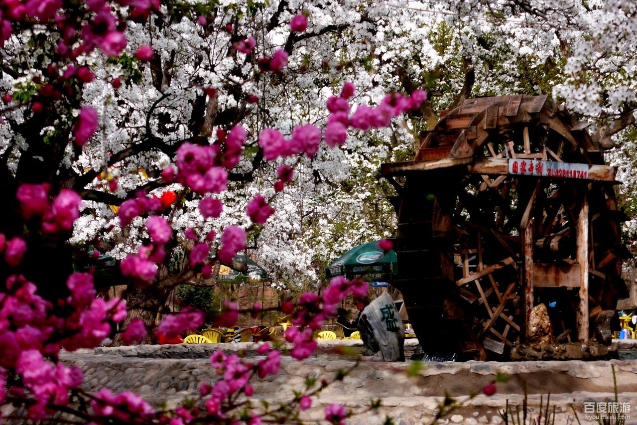 什川梨园VR全景