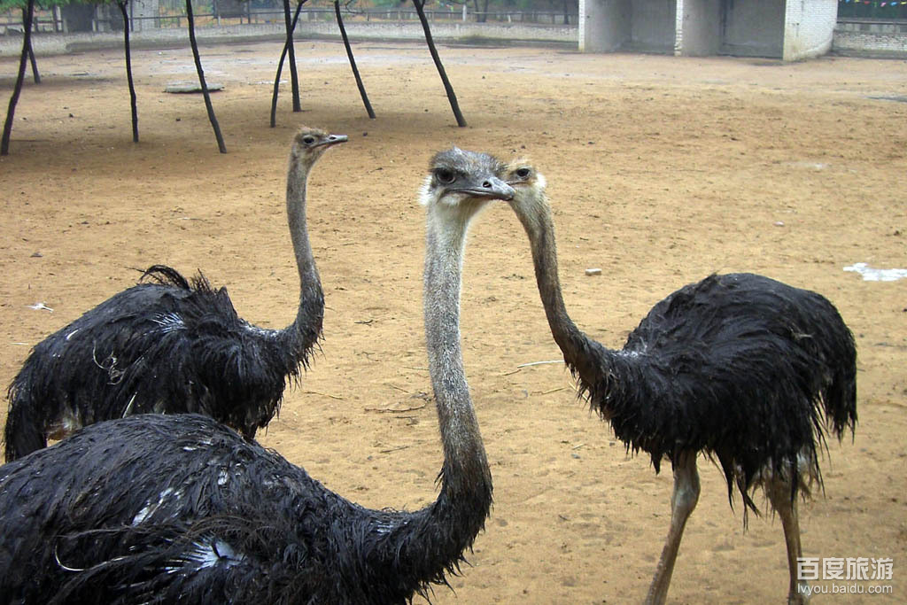 金鹭鸵鸟园VR全景