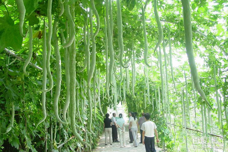小汤山现代农业科技示范园VR全景