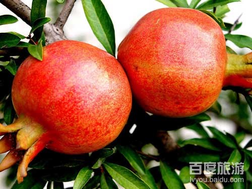 冠世榴园VR全景