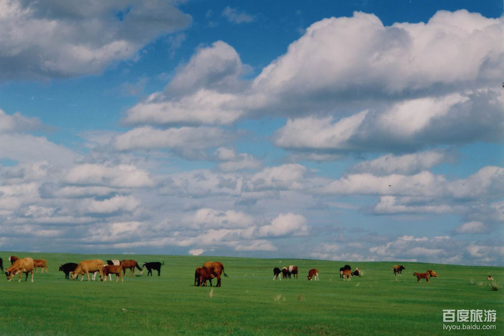 哈达门高原牧场VR全景