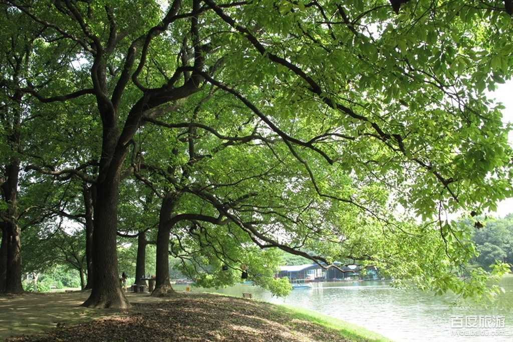 共青森林公园VR全景