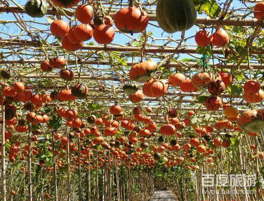 集发生态农业观光园VR全景