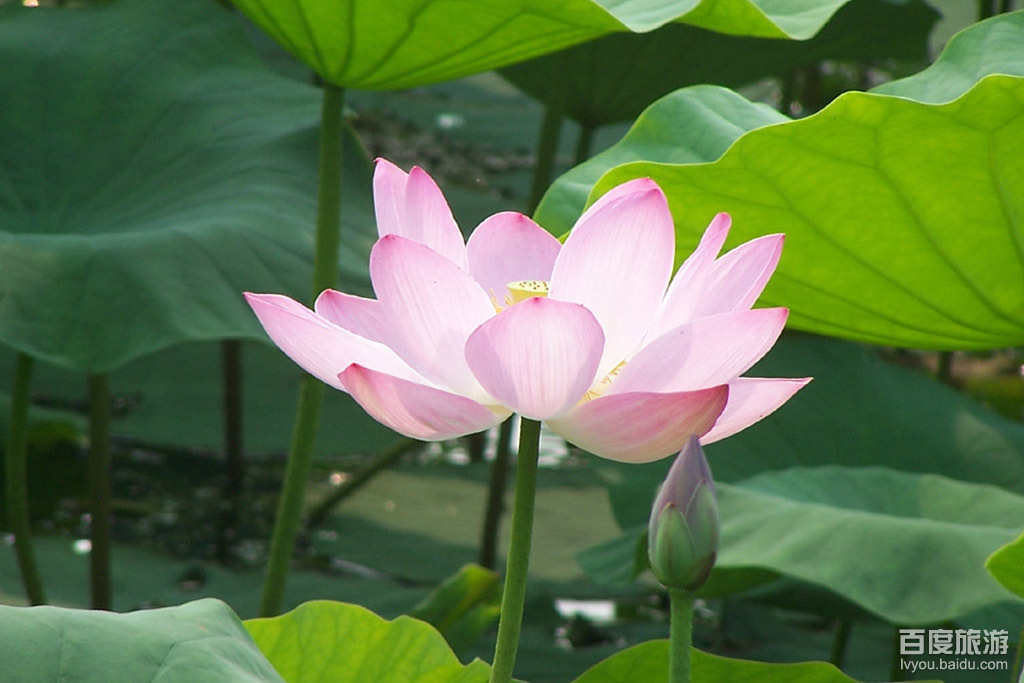 莲泗荡VR全景